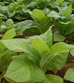 373px-Nicotiana_Tobacco_Plants_1909px